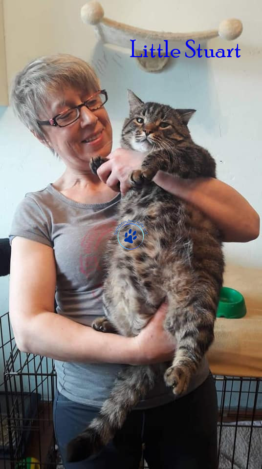Irina/Katzen/Little Stuart/Little Stuart06mN.jpg